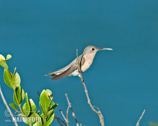 Colibrí ante