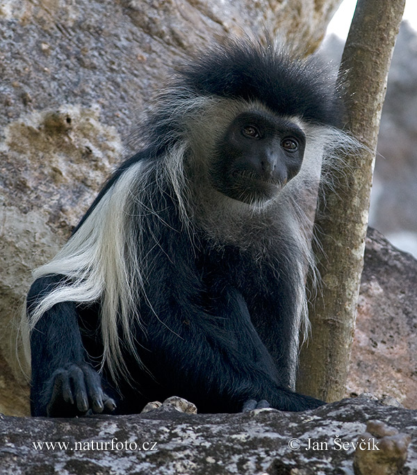 Colobus angolensis