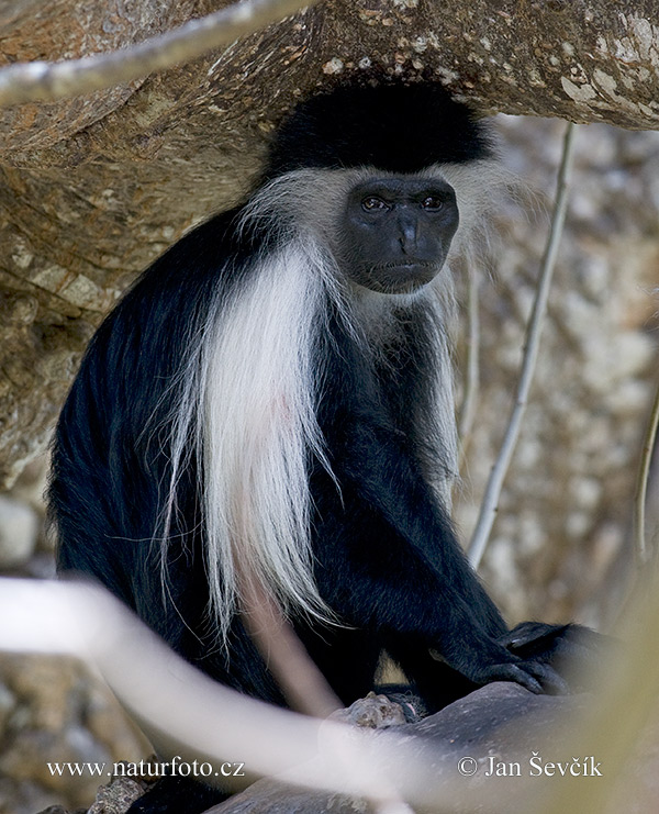 Colobus angolensis