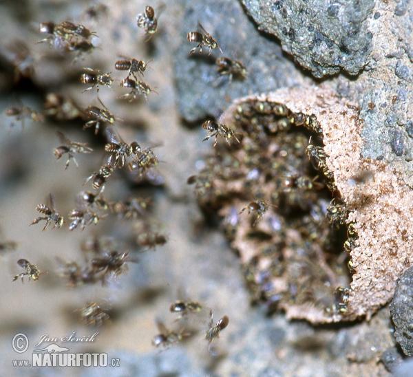 Colony of Bees (Apis)