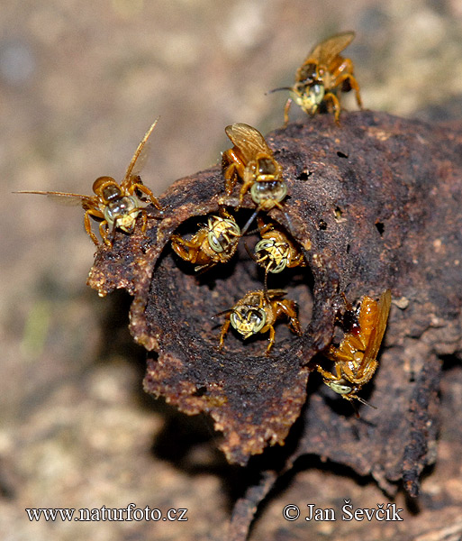 Colony of Bees (Apis)