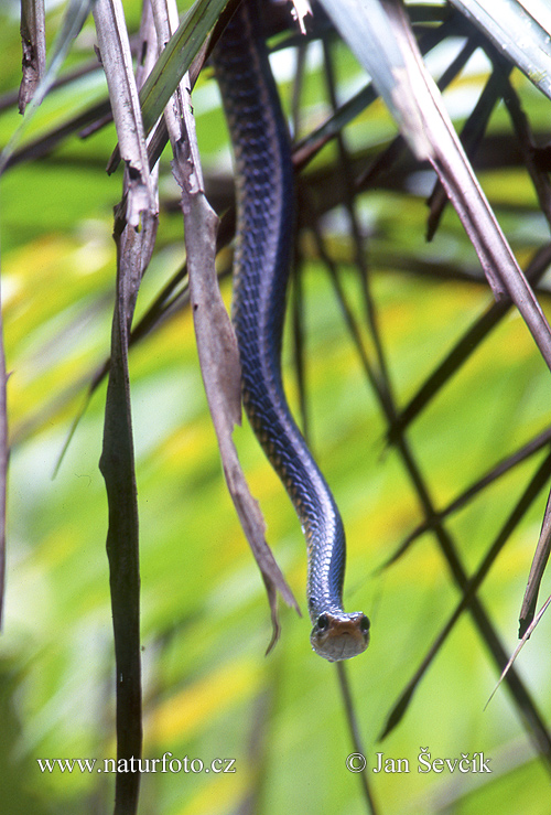 Colubridae sp.