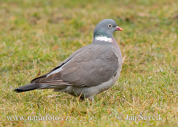 Columba palumbus