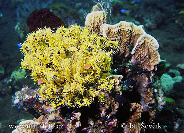 Comanthina sp.