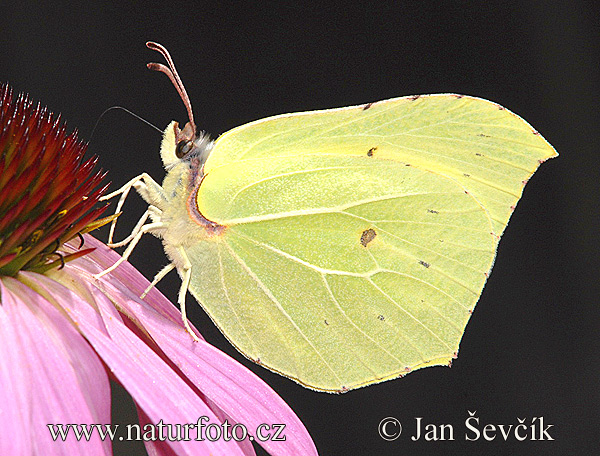 Common Brimstone