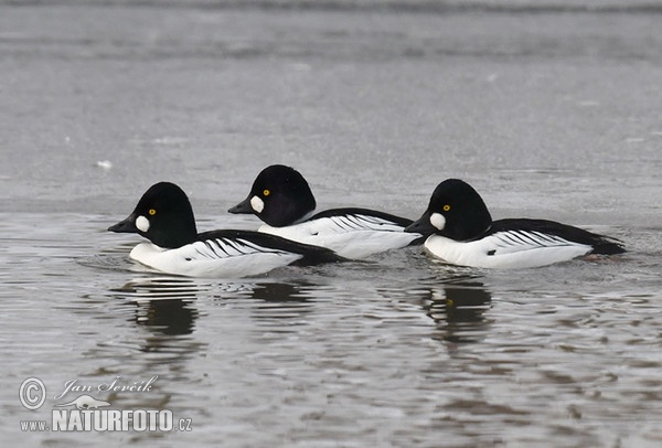 Common Goldeneye (Bucephala clangula)