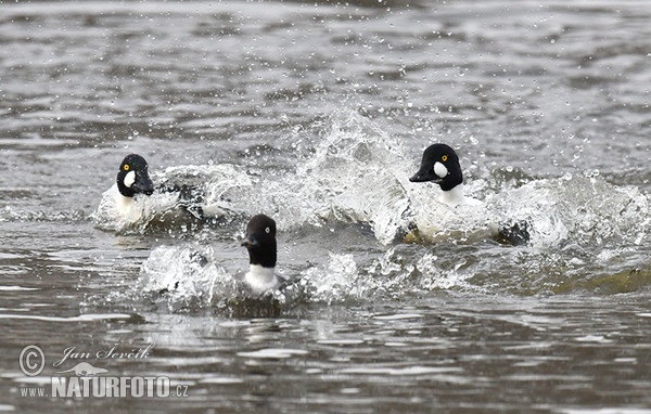 Common Goldeneye (Bucephala clangula)