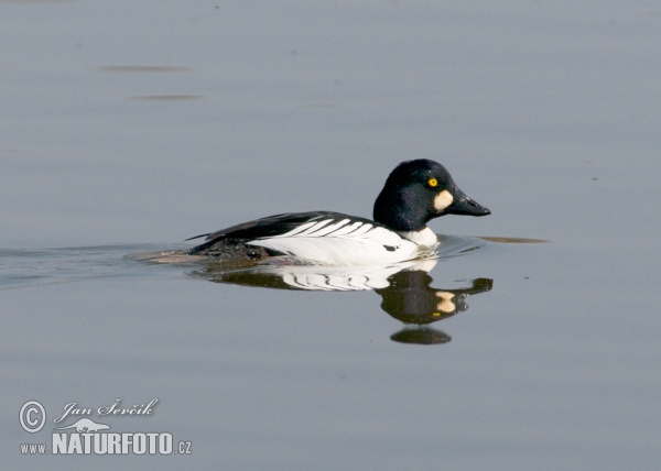 Common Goldeneye (Bucephala clangula)