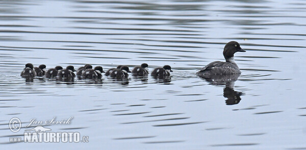 Common Goldeneye (Bucephala clangula)