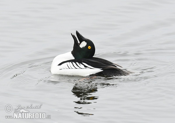 Common Goldeneye (Bucephala clangula)