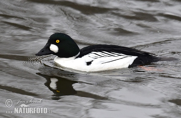 Common Goldeneye (Bucephala clangula)