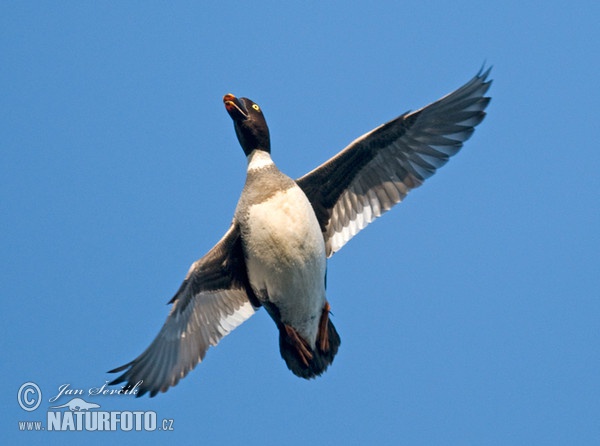 Common Goldeneye (Bucephala clangula)