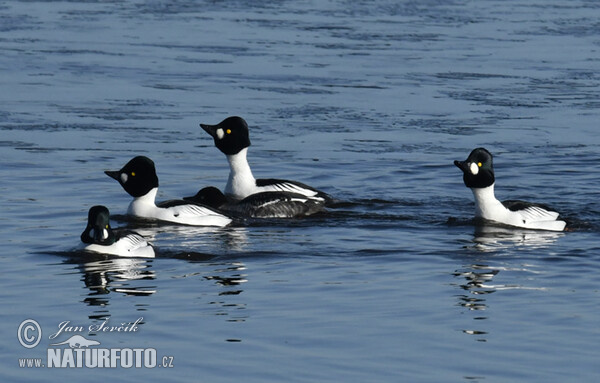 Common Goldeneye (Bucephala clangula)