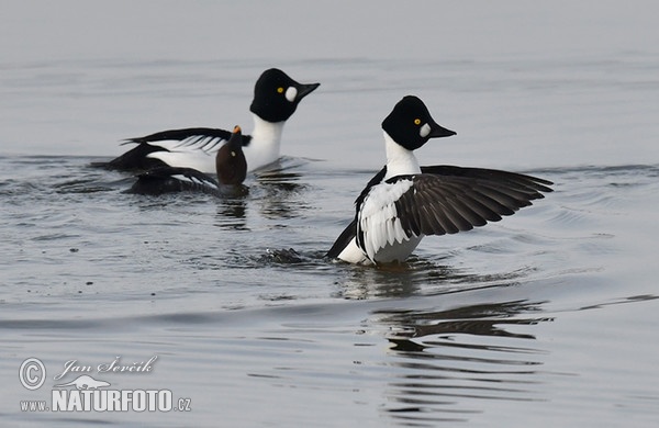 Common Goldeneye (Bucephala clangula)