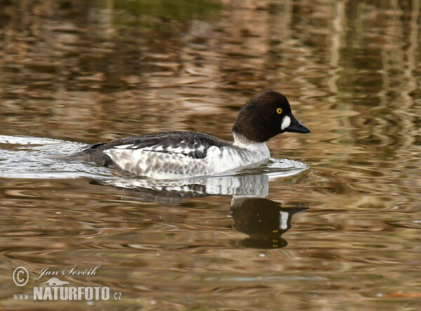 Common Goldeneye (Bucephala clangula)