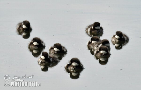 Common Goldeneye (Bucephala clangula)