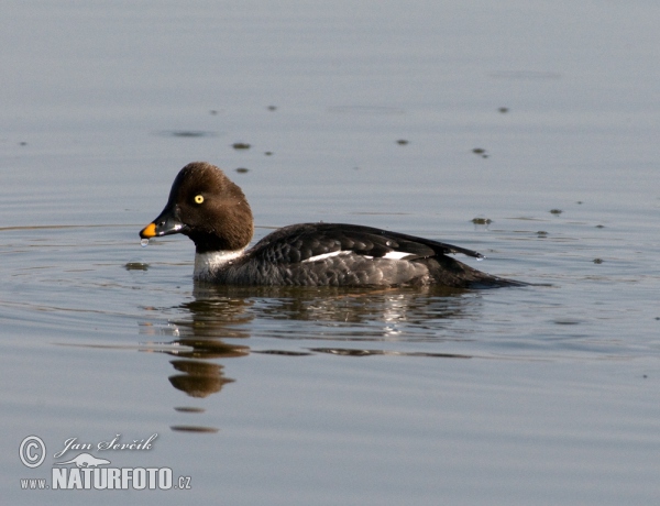 Common Goldeneye (Bucephala clangula)