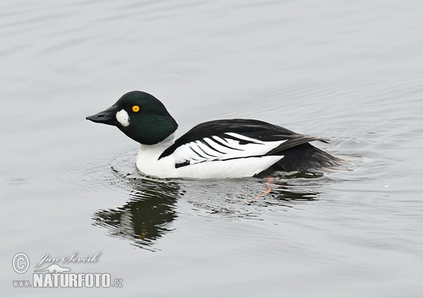 Common Goldeneye (Bucephala clangula)