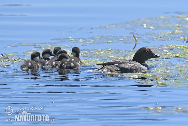 Common Goldeneye (Bucephala clangula)