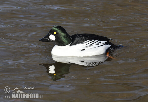 Common Goldeneye (Bucephala clangula)