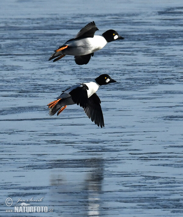 Common Goldeneye (Bucephala clangula)