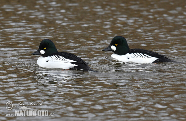 Common Goldeneye (Bucephala clangula)