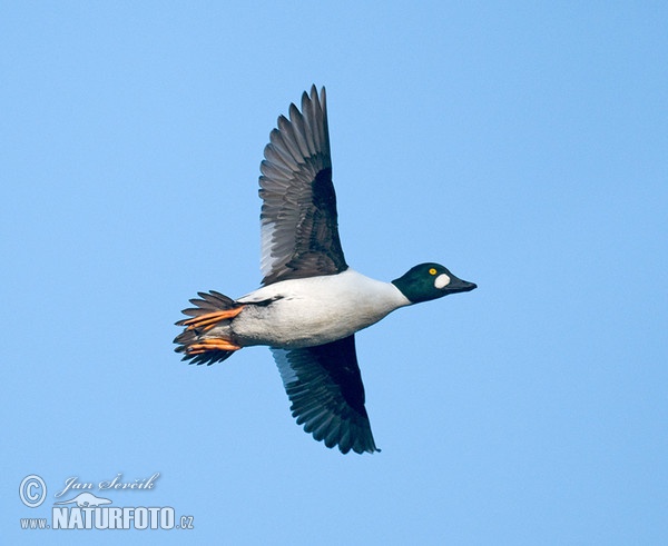 Common Goldeneye (Bucephala clangula)