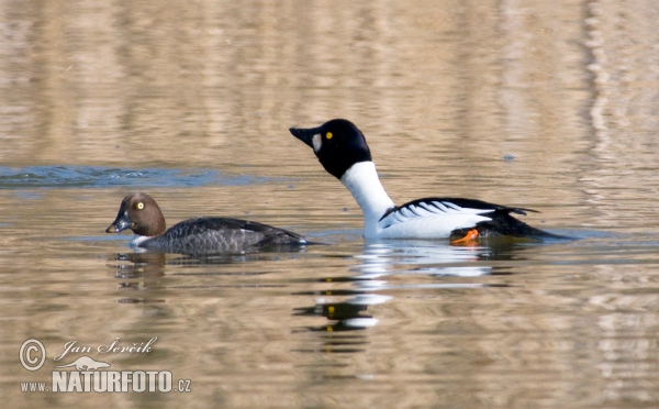 Common Goldeneye (Bucephala clangula)