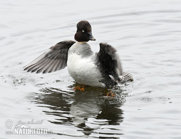 Common Goldeneye (Bucephala clangula)