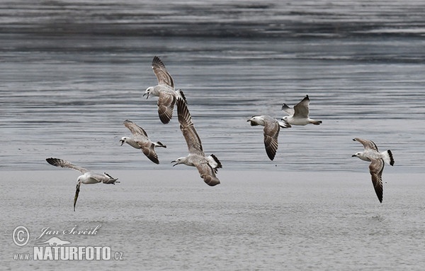 Common Gull (Larus canus)