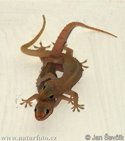 Common house Gecko (Hemidactylus frenatus)