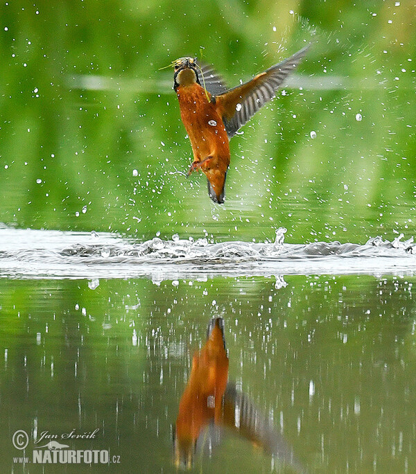 Common Kingfisher (Alcedo atthis)