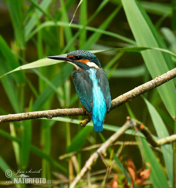 Common Kingfisher (Alcedo atthis)