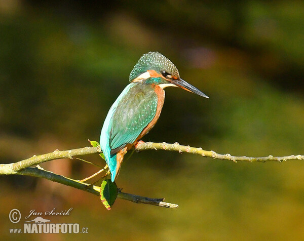 Common Kingfisher (Alcedo atthis)