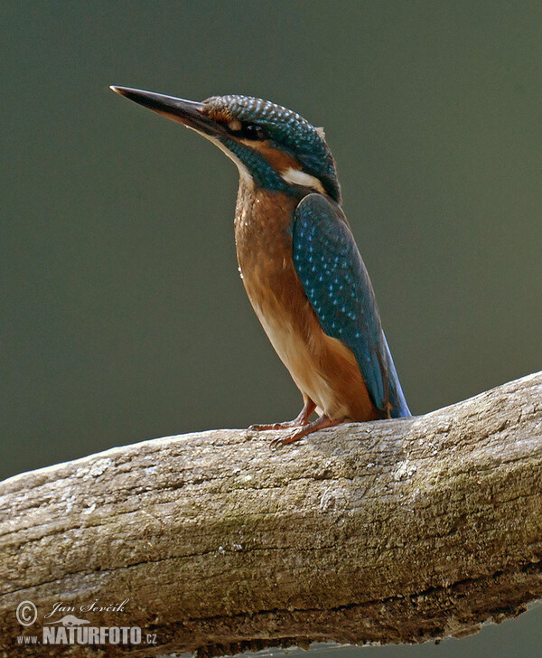 Common Kingfisher (Alcedo atthis)