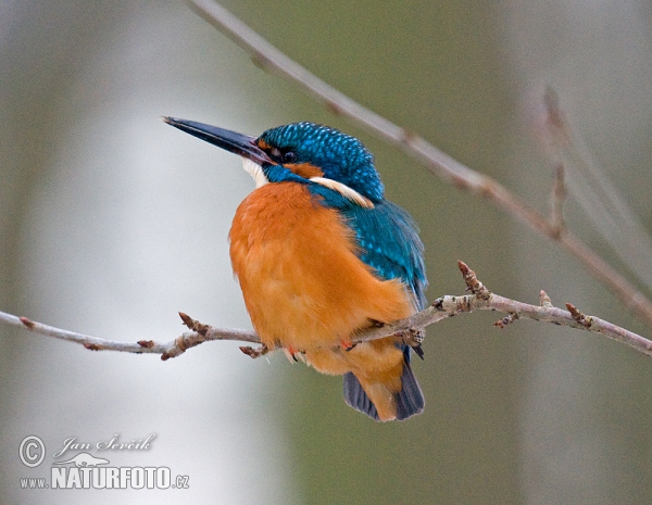 Common Kingfisher (Alcedo atthis)