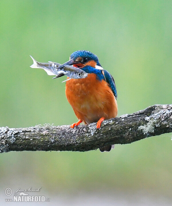 Common Kingfisher (Alcedo atthis)