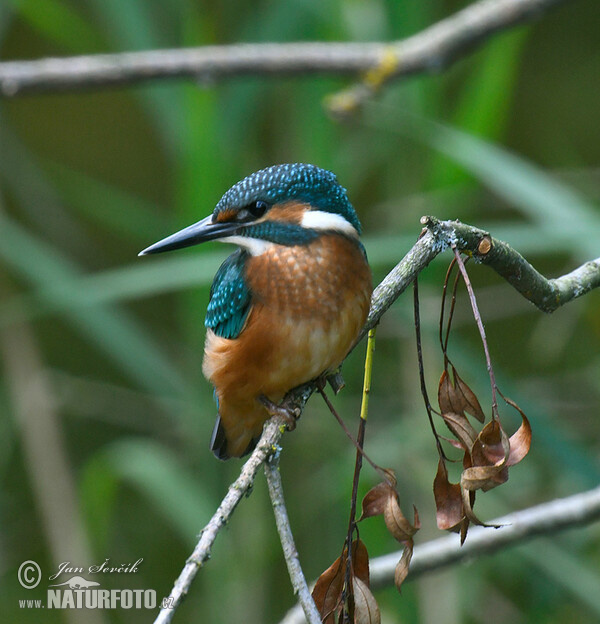 Common Kingfisher (Alcedo atthis)