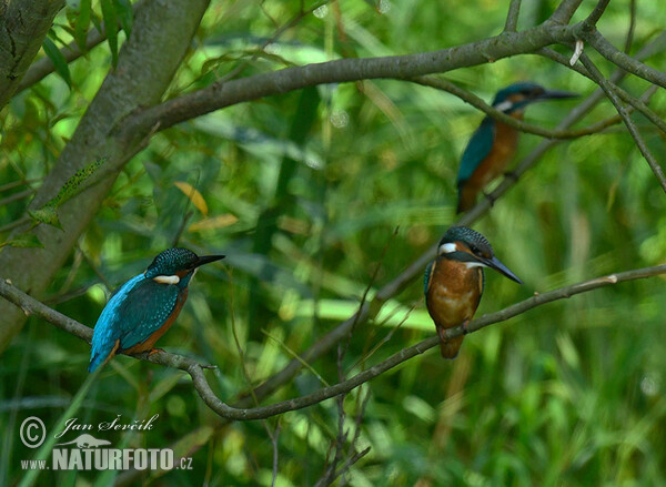 Common Kingfisher (Alcedo atthis)