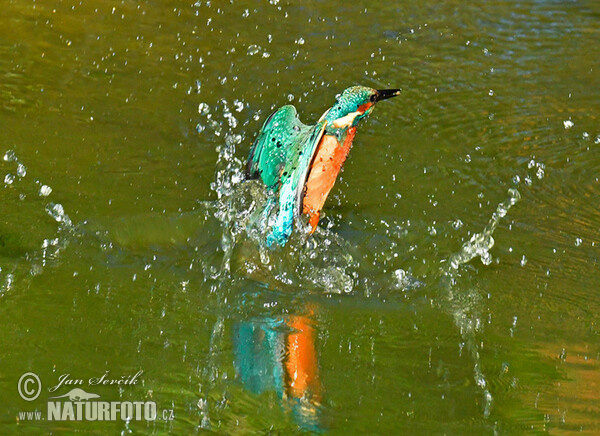 Common Kingfisher (Alcedo atthis)