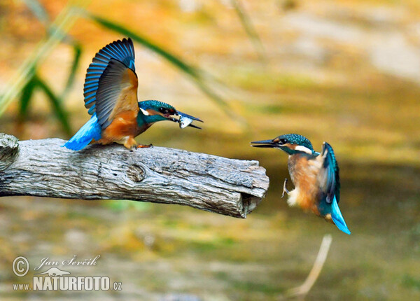 Common Kingfisher (Alcedo atthis)