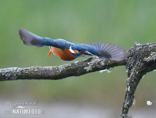 Common Kingfisher (Alcedo atthis)