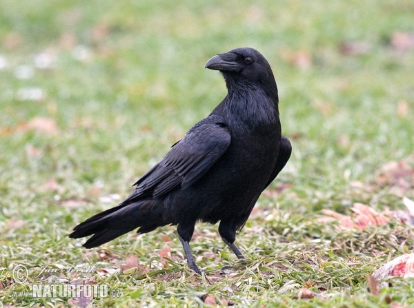 Common Raven (Corvus corax)