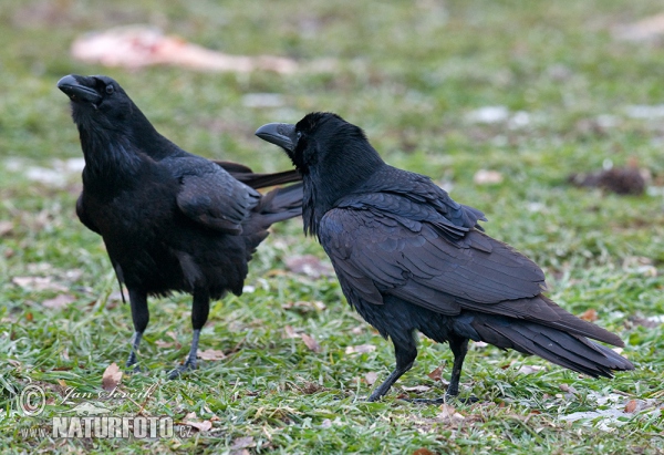 Common Raven (Corvus corax)