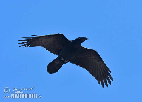 Common Raven (Corvus corax)