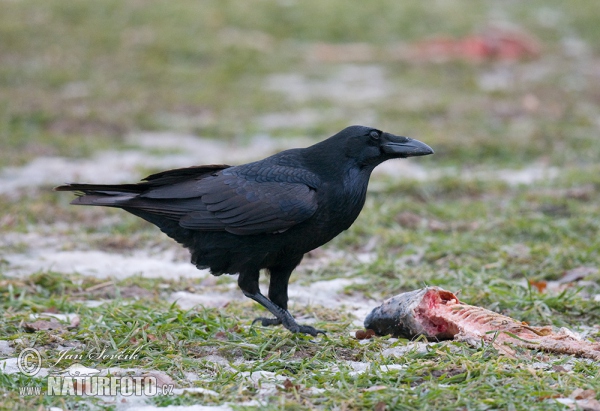 Common Raven (Corvus corax)