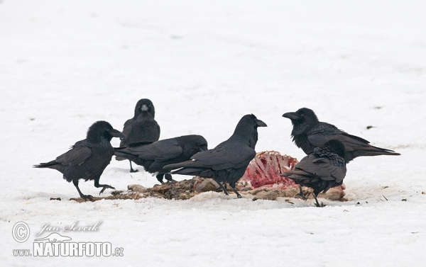 Common Raven (Corvus corax)