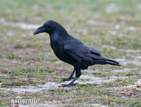 Common Raven (Corvus corax)