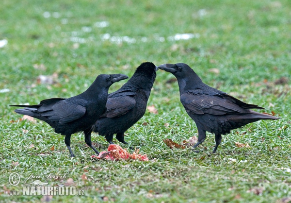 Common Raven (Corvus corax)