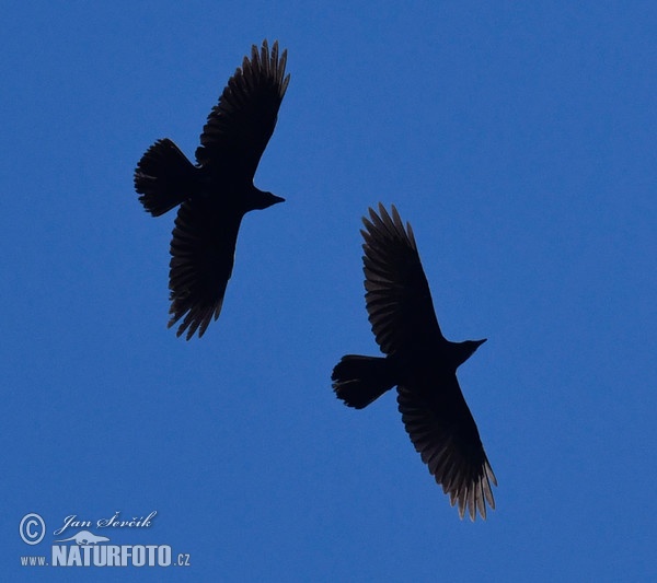 Common Raven (Corvus corax)